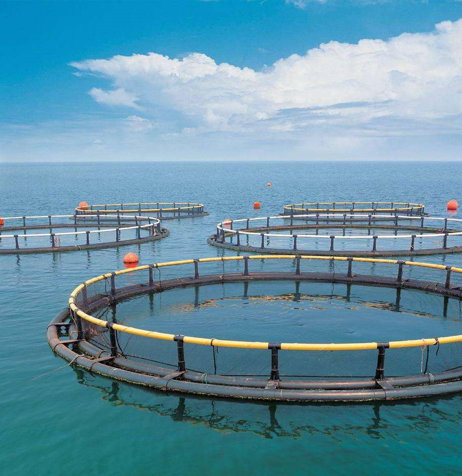 The Transformative Role of Nylon in Fish Farming Cages-4